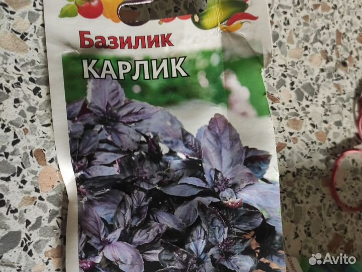Базилик карлик фиолетовый