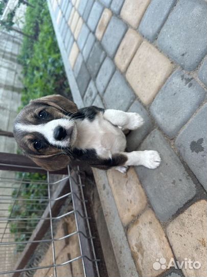 Щенки бигль