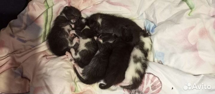 Котята отдам в добрые руки бесплатно