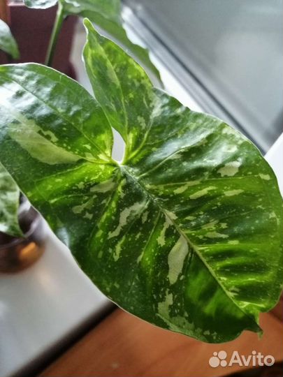 Сингониумы разные