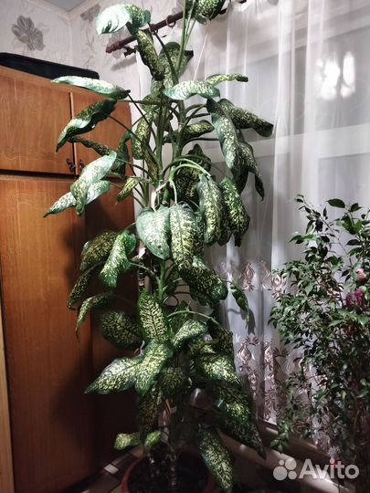 Дифинбахия