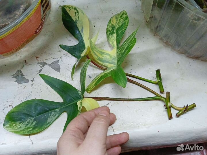 Кам кинг фил