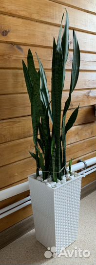 Сансиеверия