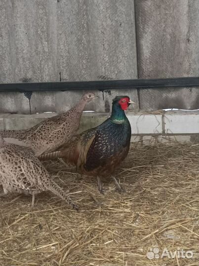 Яйцо фазана