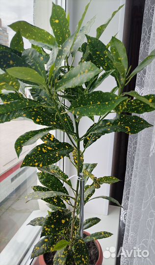 Кодиеум кротон