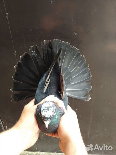 Николаевские голуби породистые