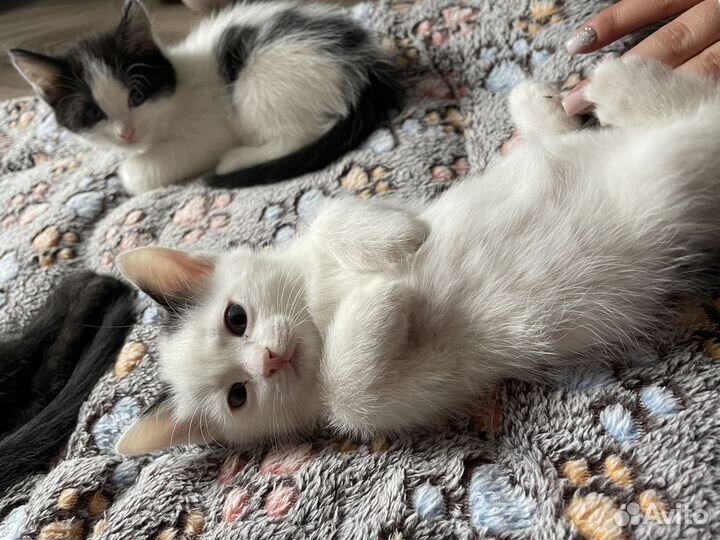 Кошка в дар бесплатно