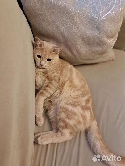 Котик Зефир