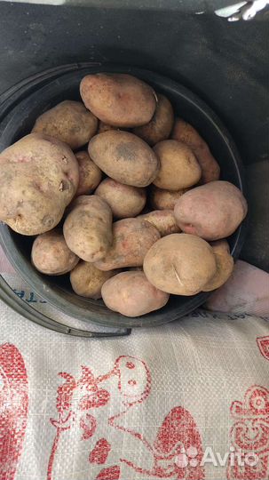 Картофель