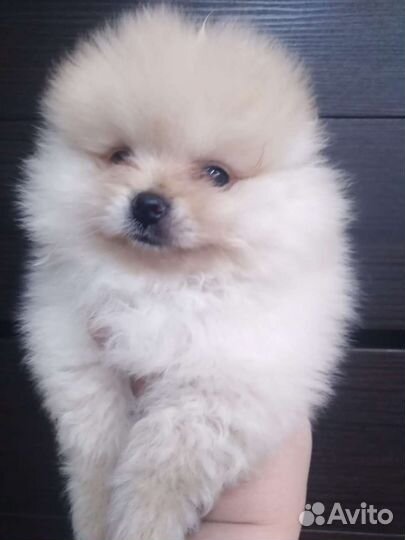 Померанский шпиц