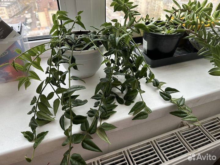 Толстянка, стапелия, фикус, восковой плющ