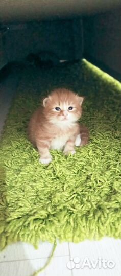 Котята в добрые руки мальчики