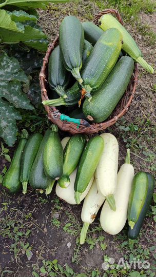 Кабачки отдам