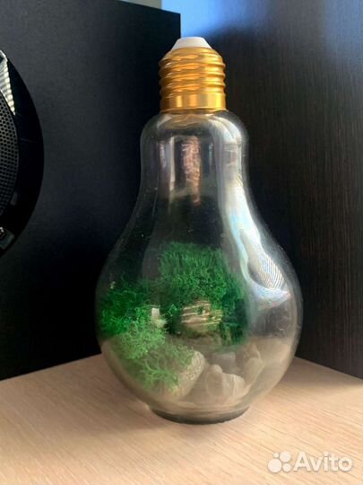 Стабилизированный мох. Декор для интерьера