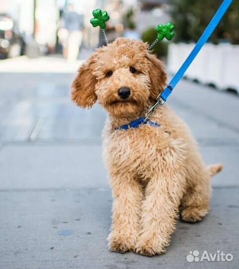 Лабрадудель щенки