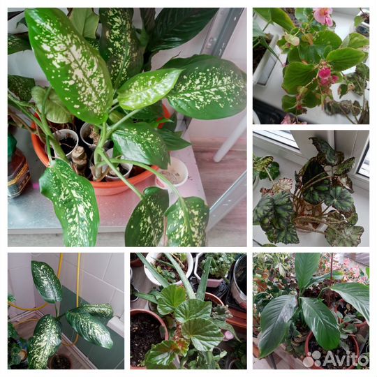 Комнатные цветы