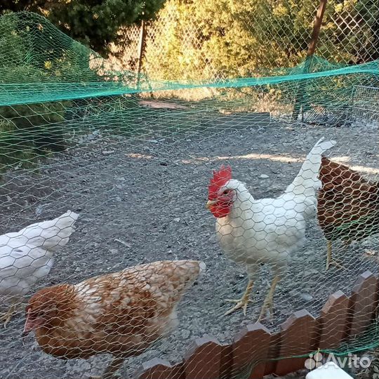 Молодые петухи на племя или убой