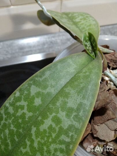 Орхидея фаленопсис Стюартиана (отцветашка)