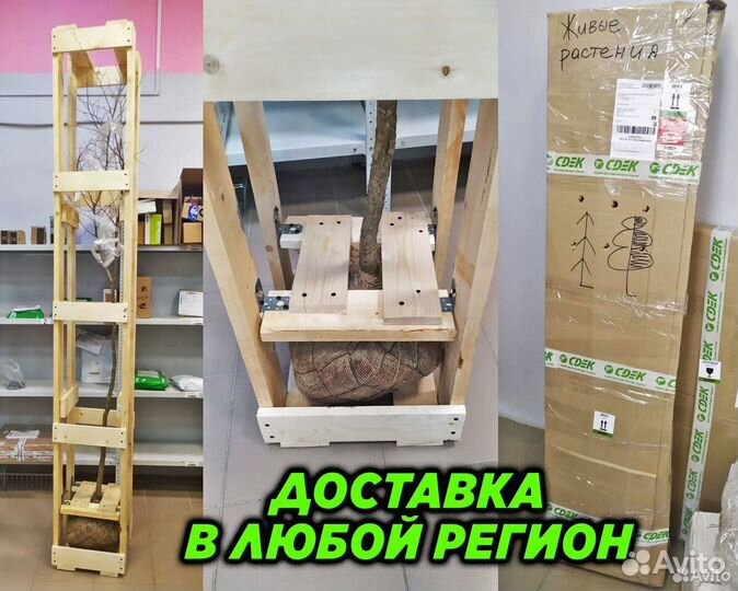 Газонная трава 10кг