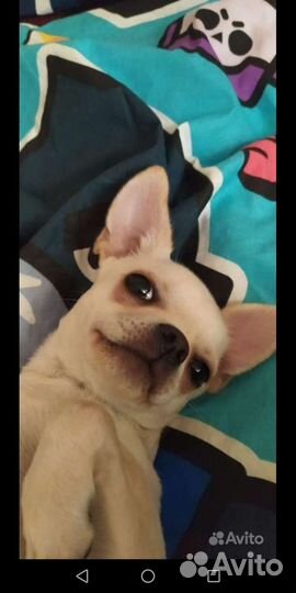 Чихуахуа, той терьеры, карликовый пинчер.Доставка