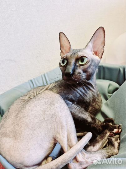 Сфинкс велюровый ласковый друг