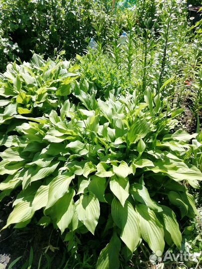 Хоста рассада /клубни / деленка