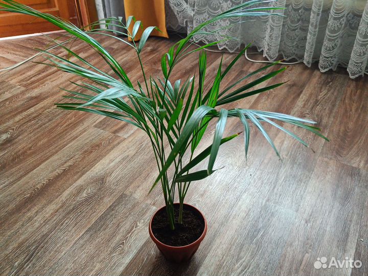 Пальма арека