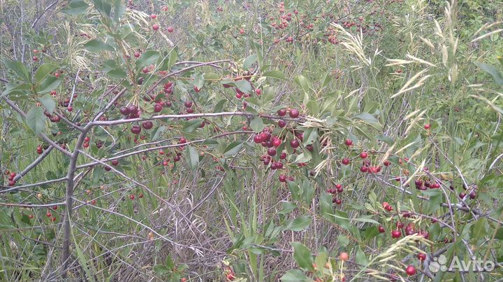 Вишневое варенье