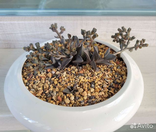 Ленофиллум гуттатум Lenophyllum guttatum