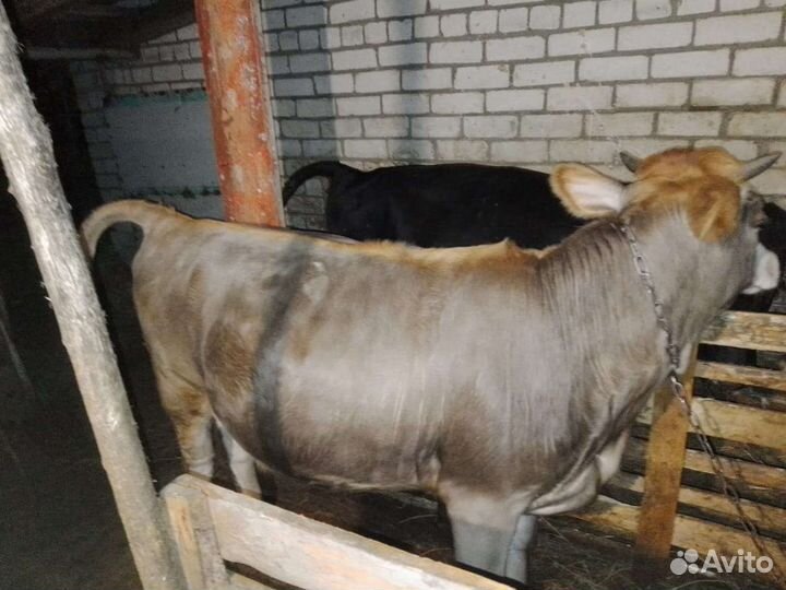 Быки на мясо