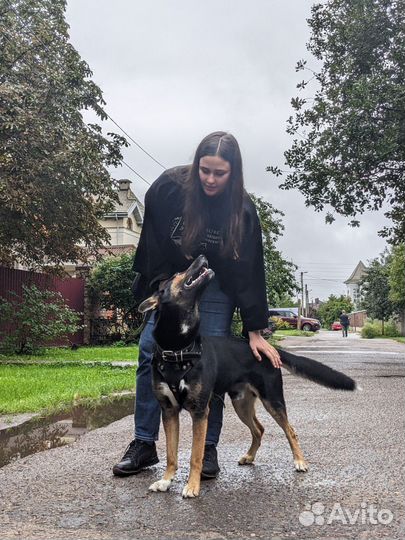 Выгул собак