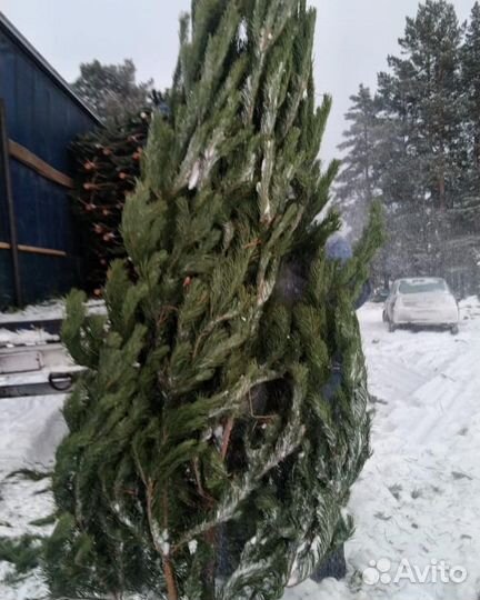 Сосна ель пихта