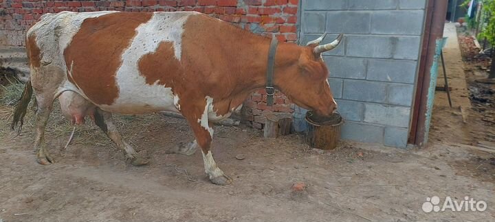 Коровы дойные молочные