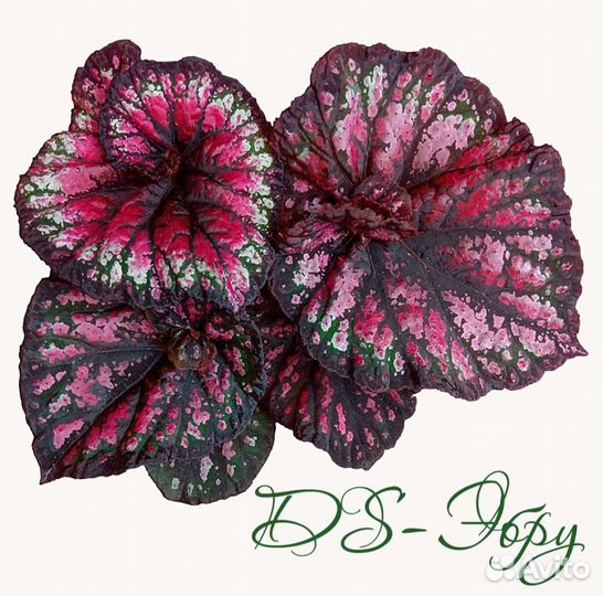 Бегонии декоративно лиственные