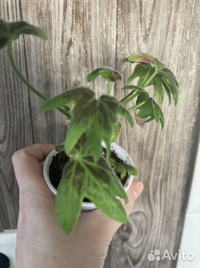 Пеларгония