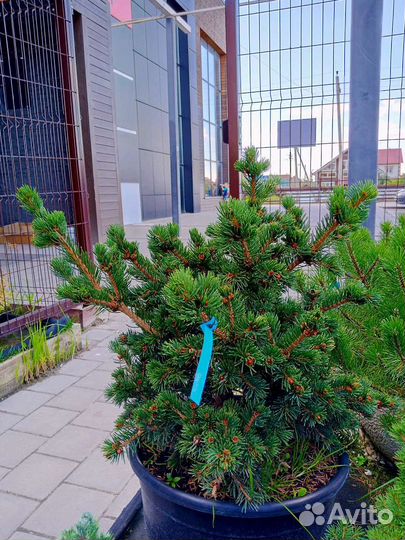 Хвойные растения