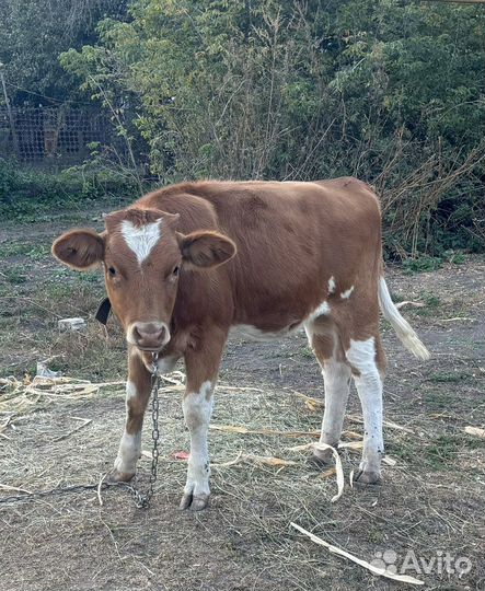 Телки 6 месяцев