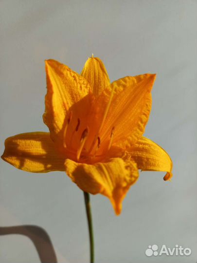 Лилейник или обмен на многолетние цветы