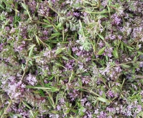 Травы для чая