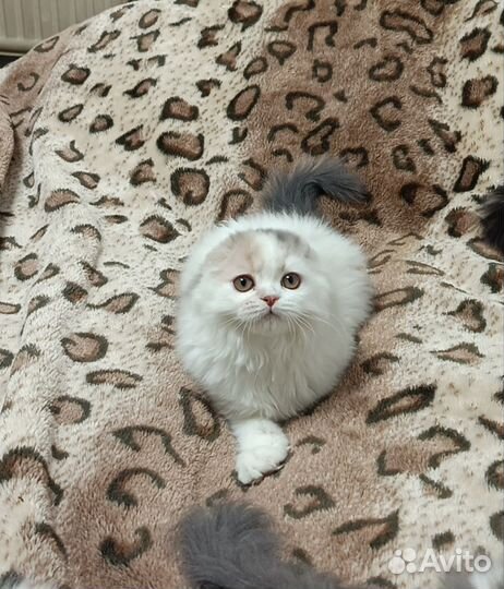 Кошечка фолд