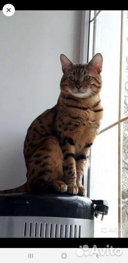 Бенгальские котята