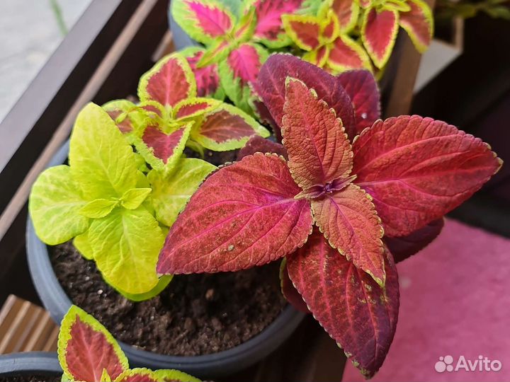 Колеусы рассада