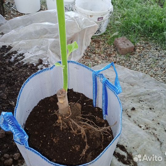 Самое Быстрорастущее Дерево Павловния Шан Тонг