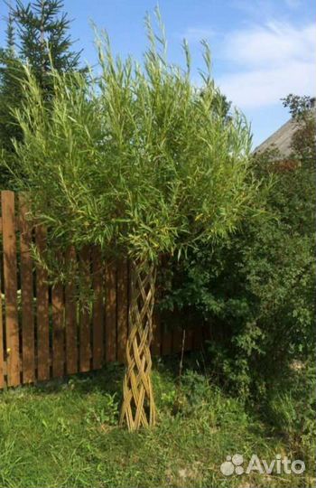 Русская пальма (плетёная ива)