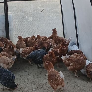 Курочки молодки несушки