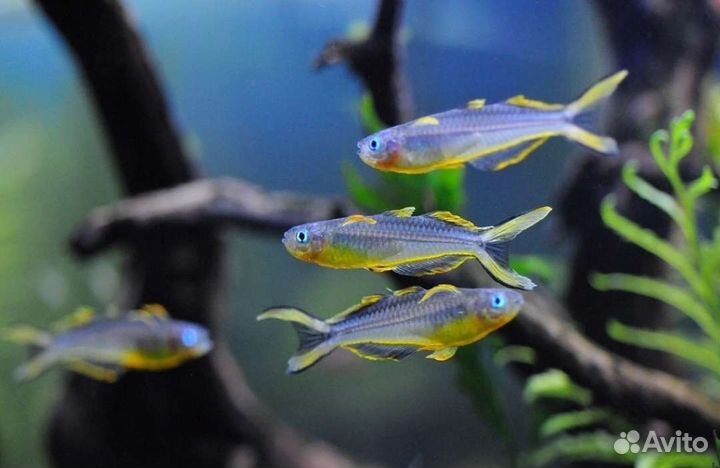 Попондетта фурката Аквариумные рыбки в ассортим