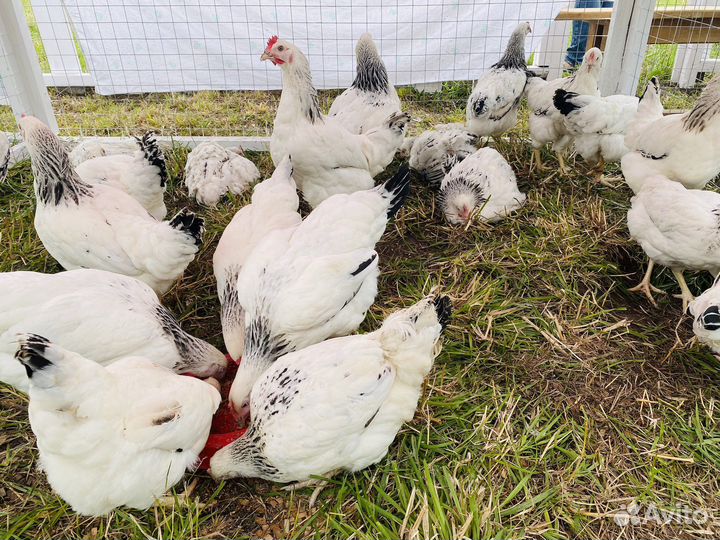 Куры несушки. Оптом. Доминант