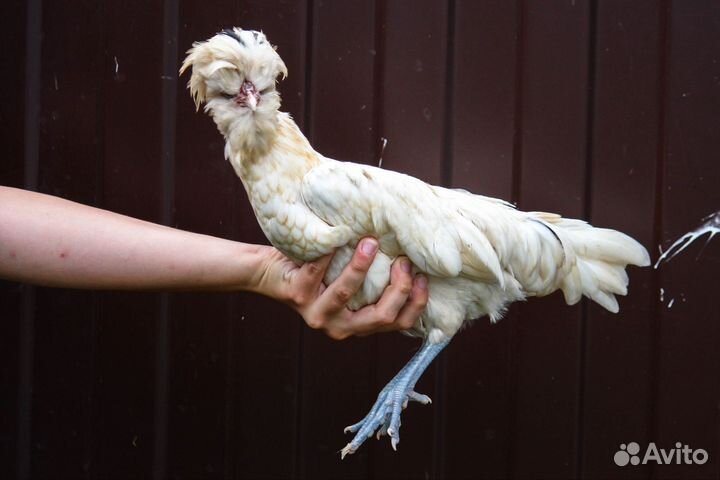 Падуаны и индоутка