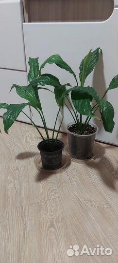 Спатифиллум