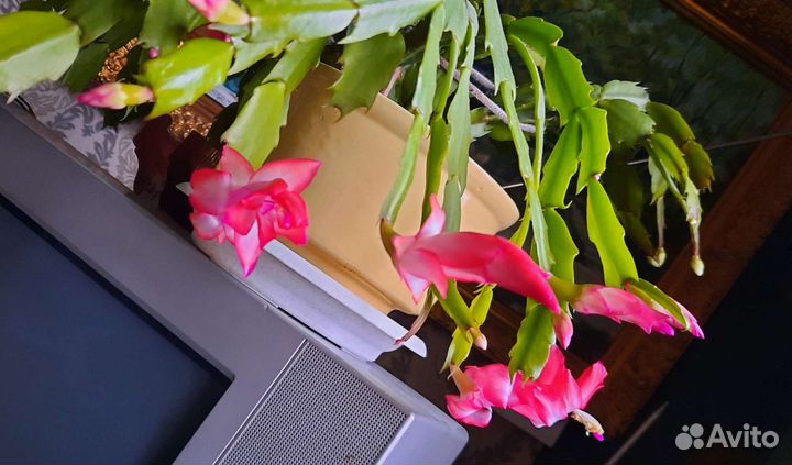 Декабристы в ассортименте